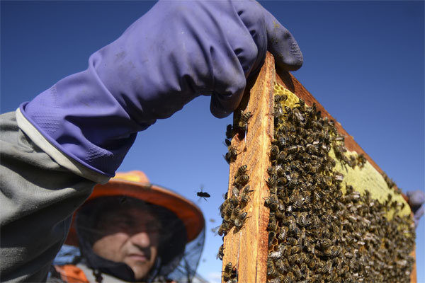Среднерусская пчела — ценная находка для ученых