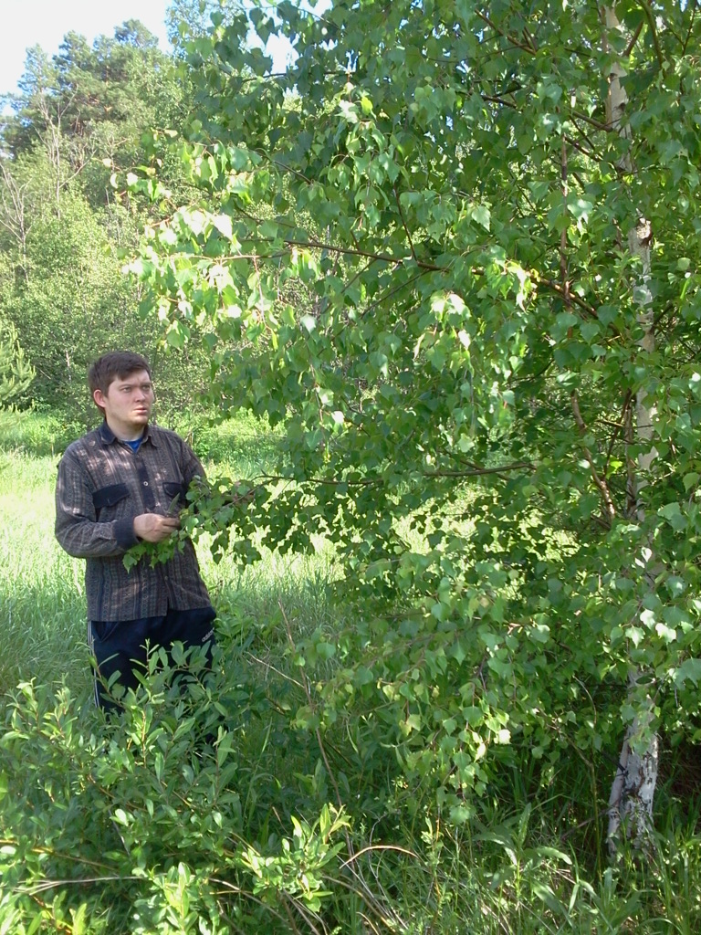 Максим Гусев заготавливает березовые ветки. Фото автора