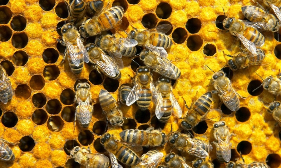 Популяции пчел, обитающих на территории России за последние 13 лет сократилась втрое