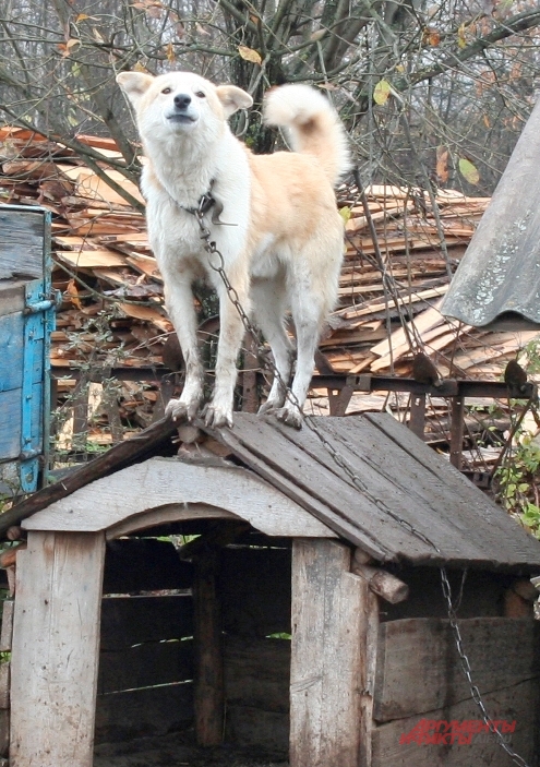 Единственную собаку в Простоквашино зовут не как мультяшного персонажа — Шариком, а Бобиком