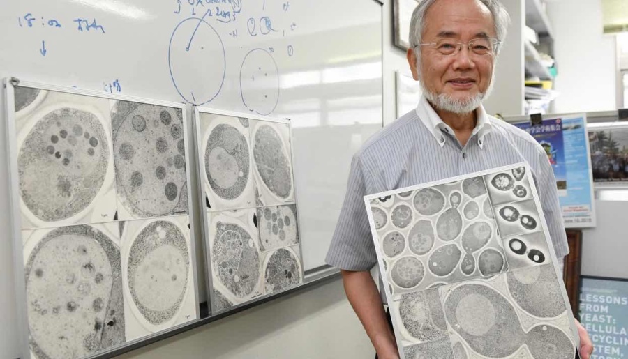 Йосинори Осуми с конца 1980-х изучает процесс «самопоедания клеток»