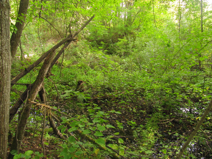 Некогда регулярный усадебный парк превратился в едва проходимый девственный лес