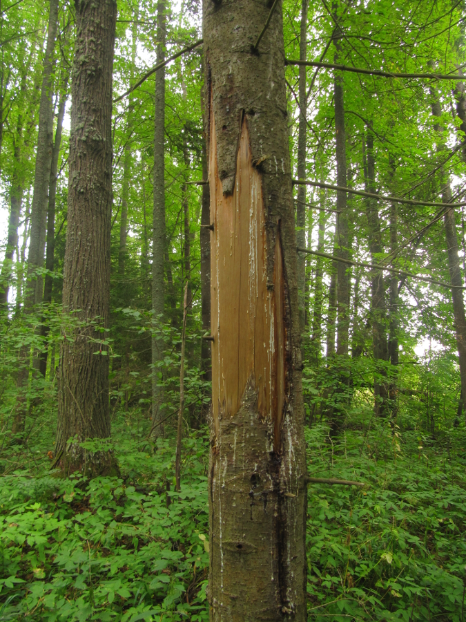 Метки на стволах деревьев напоминают о сегодняшнем хозяине здешних мест