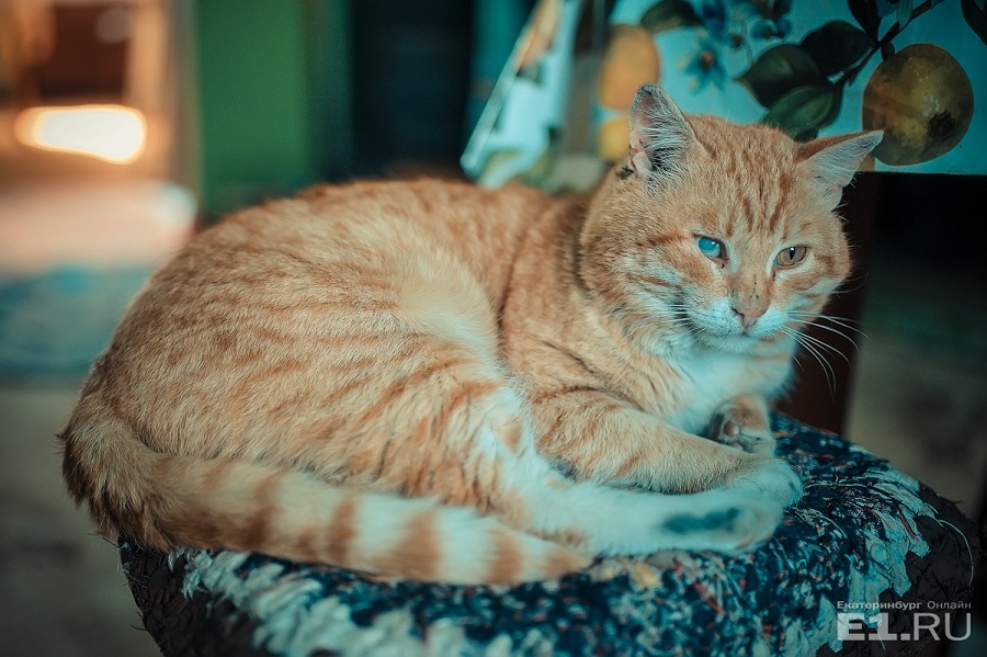 А вот у рыжего кота в доме староверов нрав не мирный — глаз повредил в кошачьих боях