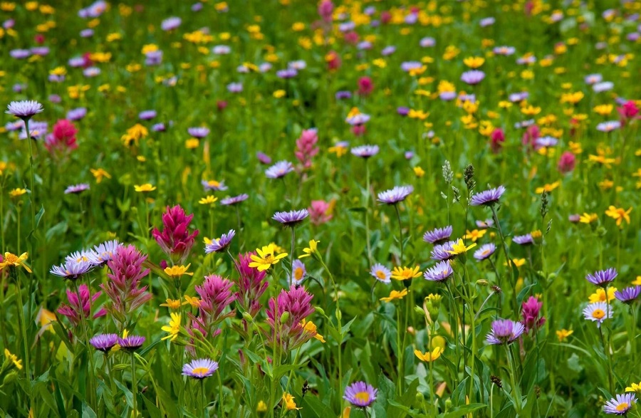 Июнь называют разноцветом потому, что с наступлением лета начинают цвести разные цветы