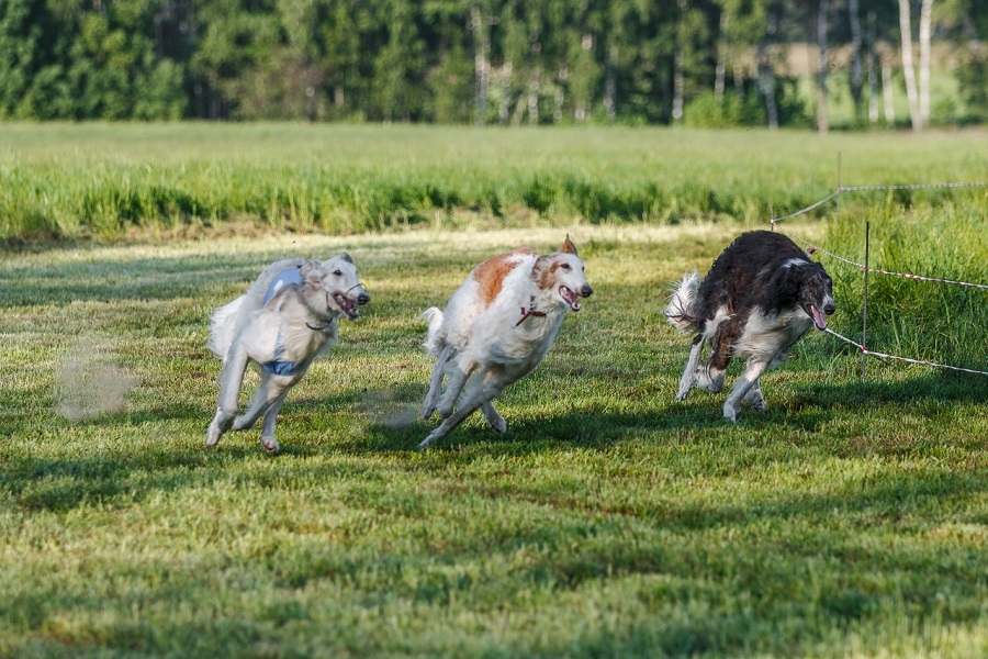 Собачьи бега в поместье
