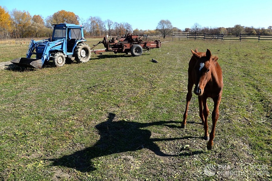 Разведение лошадей на «дальневосточном гектаре» в Хабаровском крае